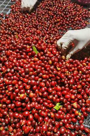 close up of fresh coffee beans for backgroundの写真素材