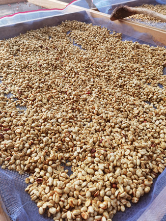 Close up of coffee beans drying in the sunの写真素材