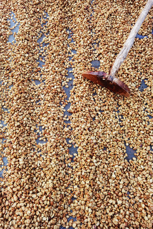 Close up of coffee beans drying in the sunの写真素材