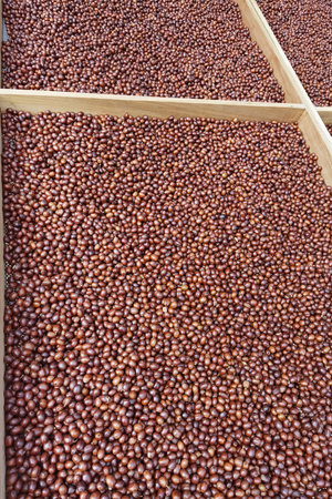 Fresh coffee bean drying in the sunの写真素材