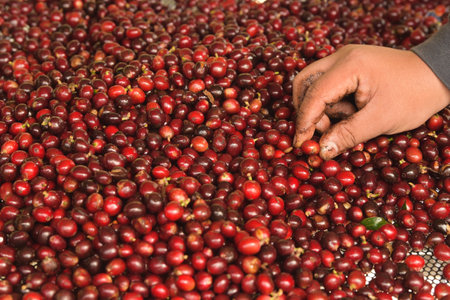 close up of fresh coffee beans for backgroundの写真素材