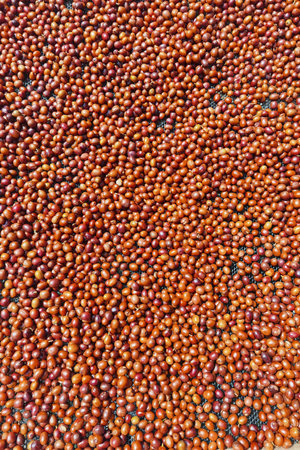 Fresh coffee bean drying in the sunの写真素材