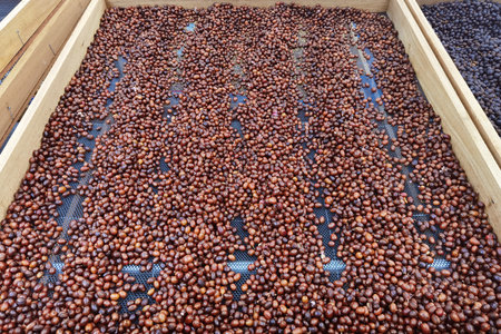 Coffee beans drying in the sunの写真素材