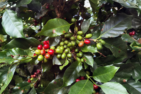Coffee beans ripening on a treeの写真素材
