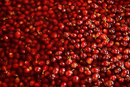 close up of fresh coffee beans for background
