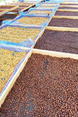 Coffee beans drying in the sunの写真素材