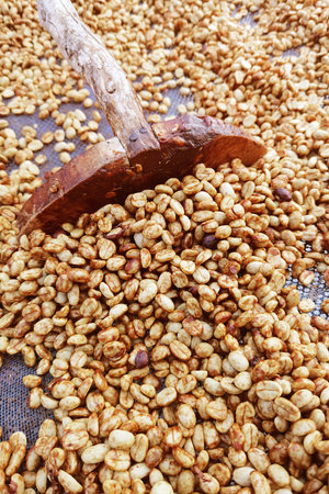 Close up of coffee beans drying in the sunの写真素材