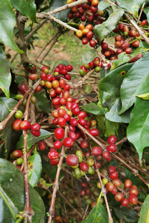 Coffee beans ripening on a treeの写真素材