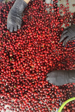 close up of fresh coffee beans for backgroundの写真素材
