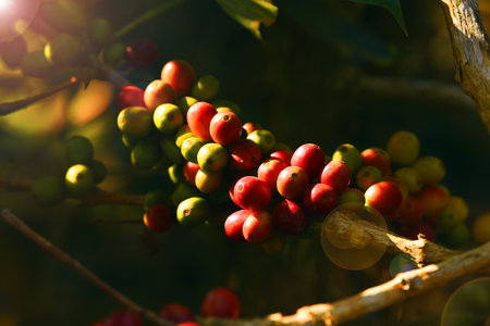 Coffee beans ripening on a treeの写真素材