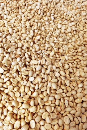 Close up of coffee beans drying in the sunの写真素材