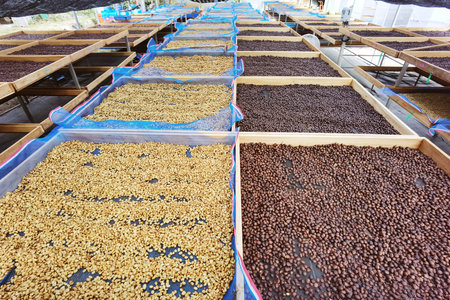 Coffee beans drying in the sunの写真素材