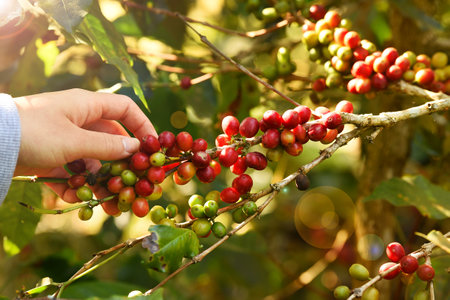 Coffee beans ripening on a treeの写真素材