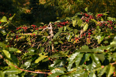 Coffee beans ripening on a treeの写真素材