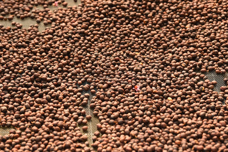Coffee beans drying in the sunの写真素材