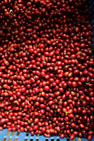 close up of fresh coffee beans for backgroundの写真素材