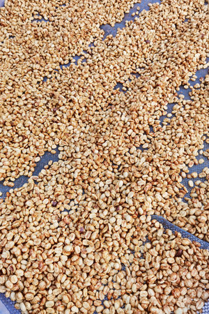 Close up of coffee beans drying in the sunの写真素材