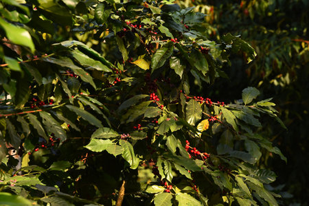 Coffee beans ripening on a treeの写真素材