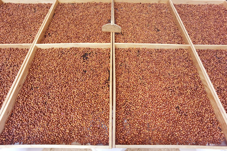 Coffee beans drying in the sunの写真素材