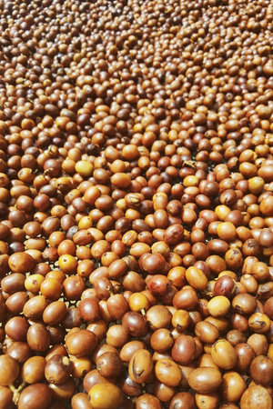Coffee beans drying in the sunの写真素材