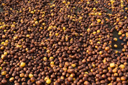 Coffee beans drying in the sunの写真素材