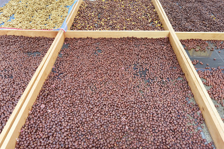 Coffee beans drying in the sunの写真素材