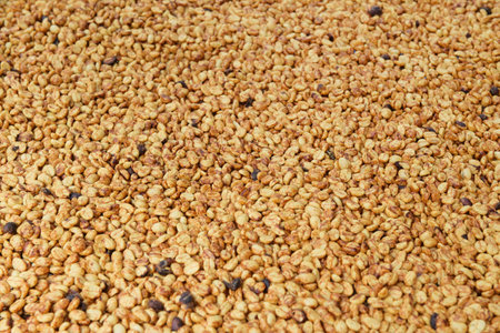 Close up of coffee beans drying in the sunの写真素材