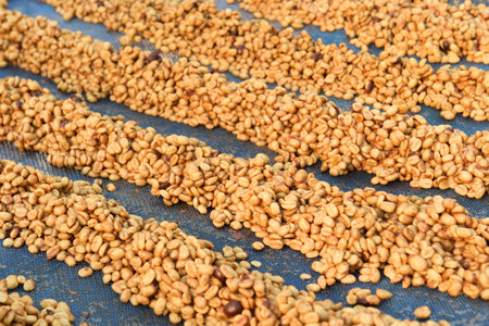 Close up of coffee beans drying in the sunの写真素材