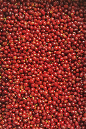 close up of fresh coffee beans for backgroundの写真素材