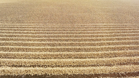 Close up of coffee beans drying in the sun