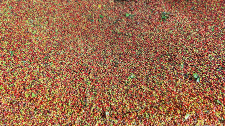 close up of fresh coffee beans for backgroundの写真素材
