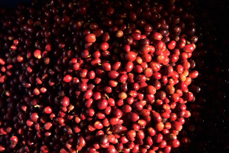 close up of fresh coffee beans for backgroundの写真素材