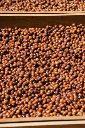 Coffee beans drying in the sunの写真素材