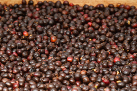 Coffee beans drying in the sunの写真素材