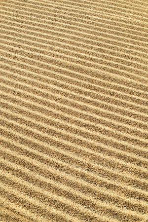Close up of coffee beans drying in the sunの写真素材