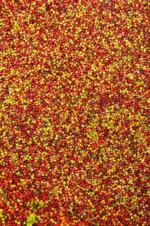 close up of fresh coffee beans for backgroundの写真素材