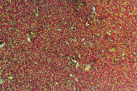 close up of fresh coffee beans for backgroundの写真素材