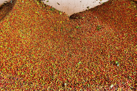 close up of fresh coffee beans for backgroundの写真素材