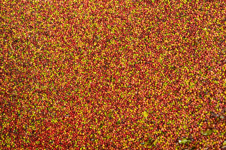 close up of fresh coffee beans for backgroundの写真素材