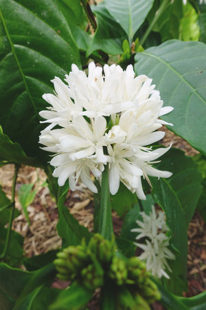 Coffee tree blossom with white color flower close up view