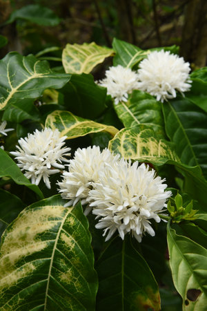 Coffee tree blossom with white color flower close up view