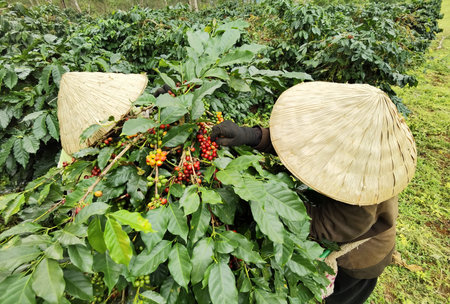 Coffee beans on plants in a coffee plantationの写真素材