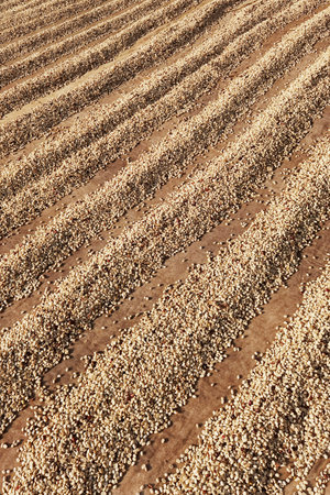 Close up of coffee beans drying in the sunの写真素材