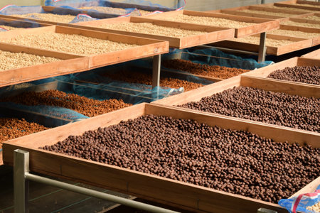 Coffee beans drying