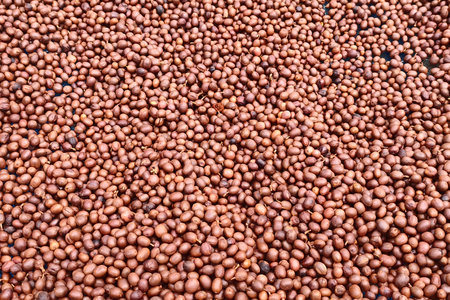 Coffee beans drying in the sun