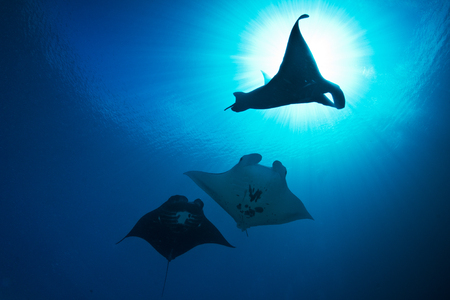 3 Manta rays against backlightの写真素材