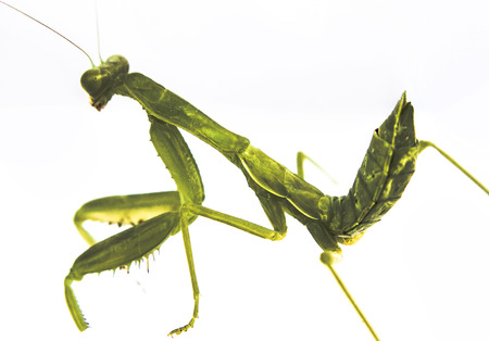 Grass Hopper hoppingの写真素材