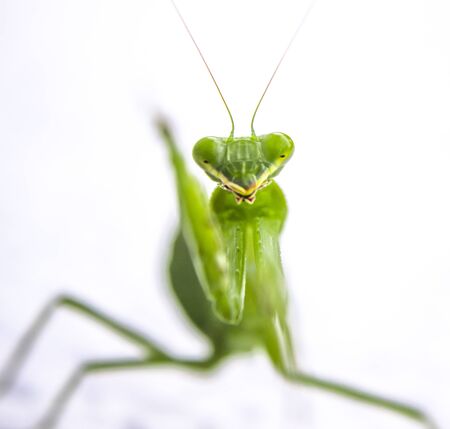 Grass Hopper wavingの写真素材