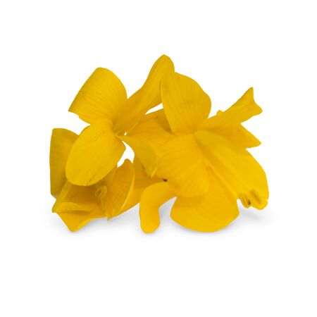 yellow flowerの写真素材