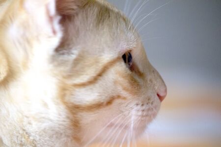 side view of catの写真素材